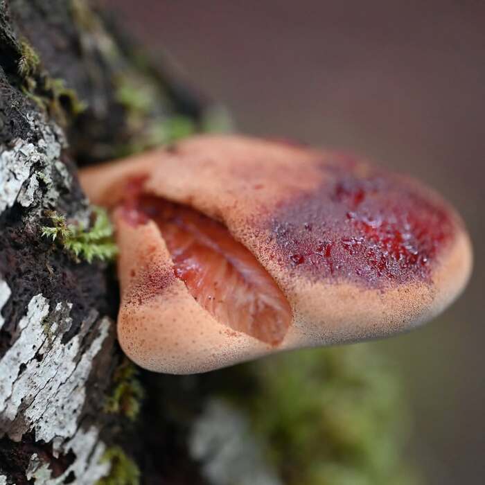 ����������� ������������