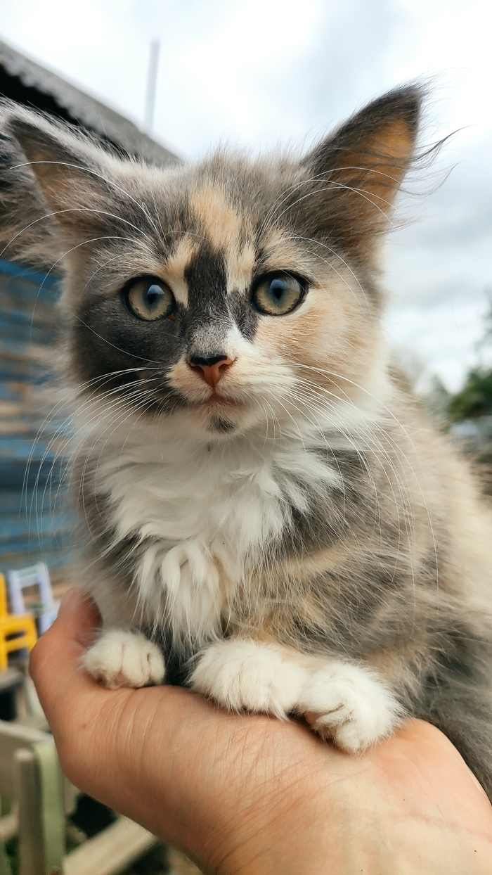 Микрокот. Возьми с собой на удачу