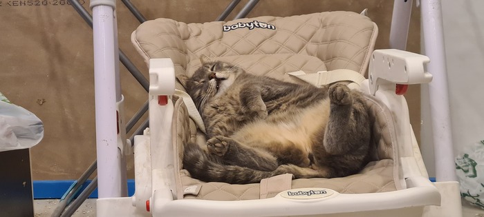 Очень любит спать в детских колясках, кроватках и т.п.