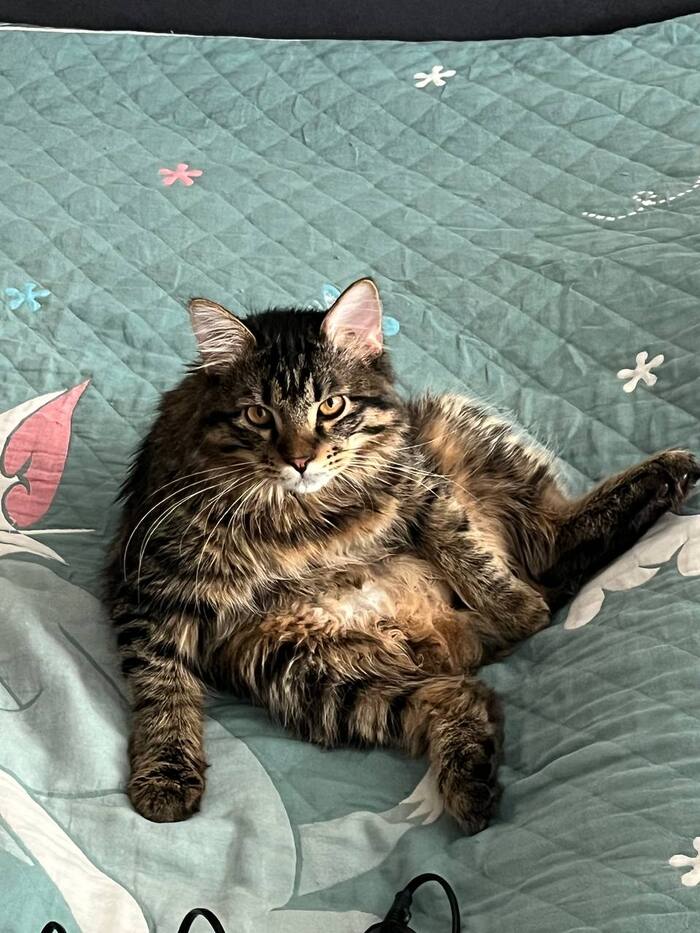 Моя лучшая фотография кота