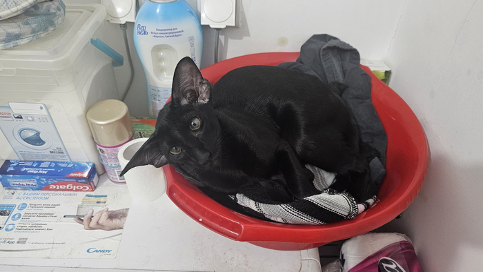 � ��� "���������"... ��... ����...