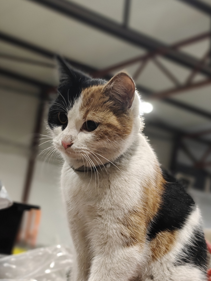Моя лучшая фотография котейки