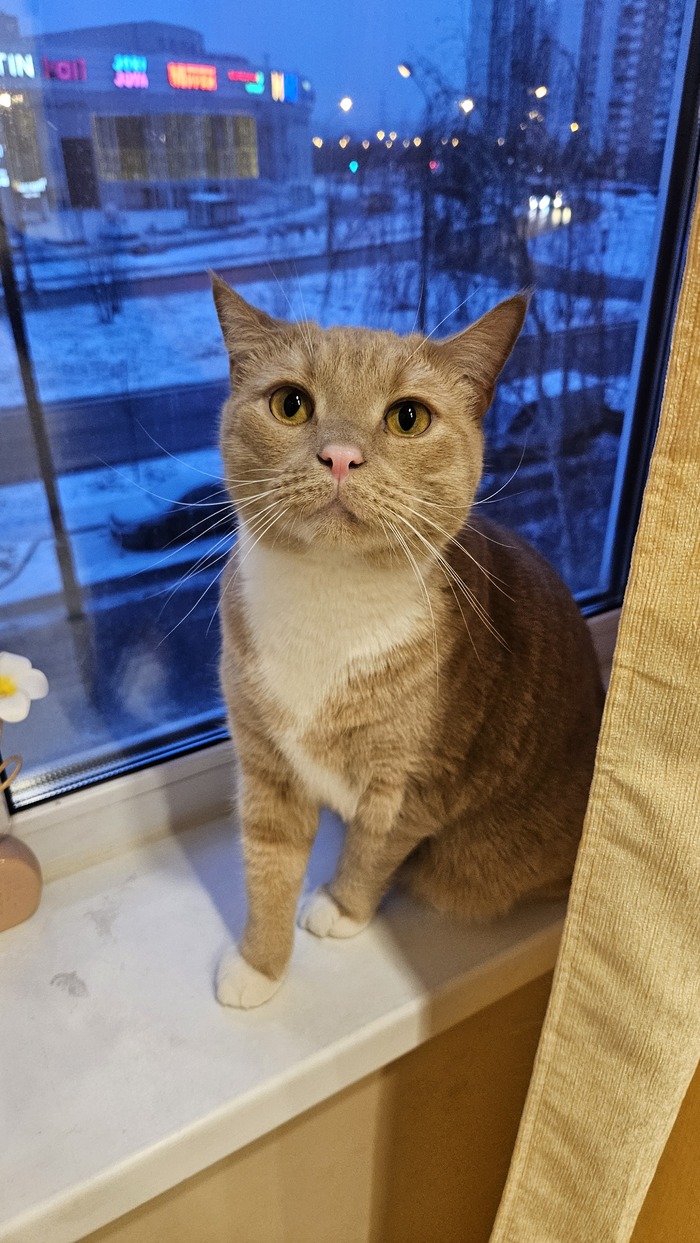 Моя лучшая фотография кота