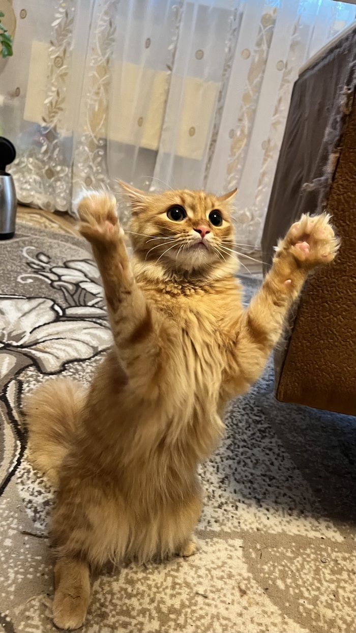 ��� ������ ���������� ����