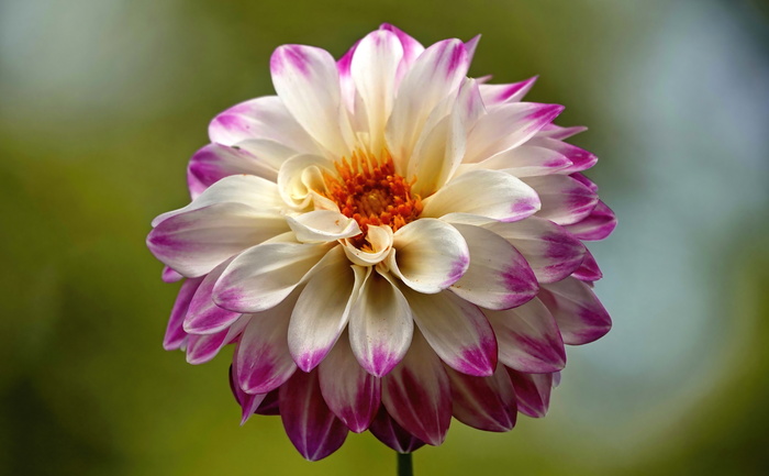 ������� (������ ����)