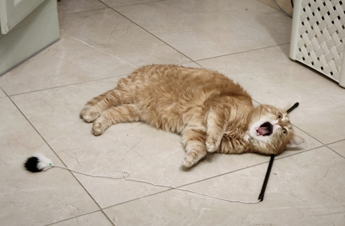 ������ ���� �����