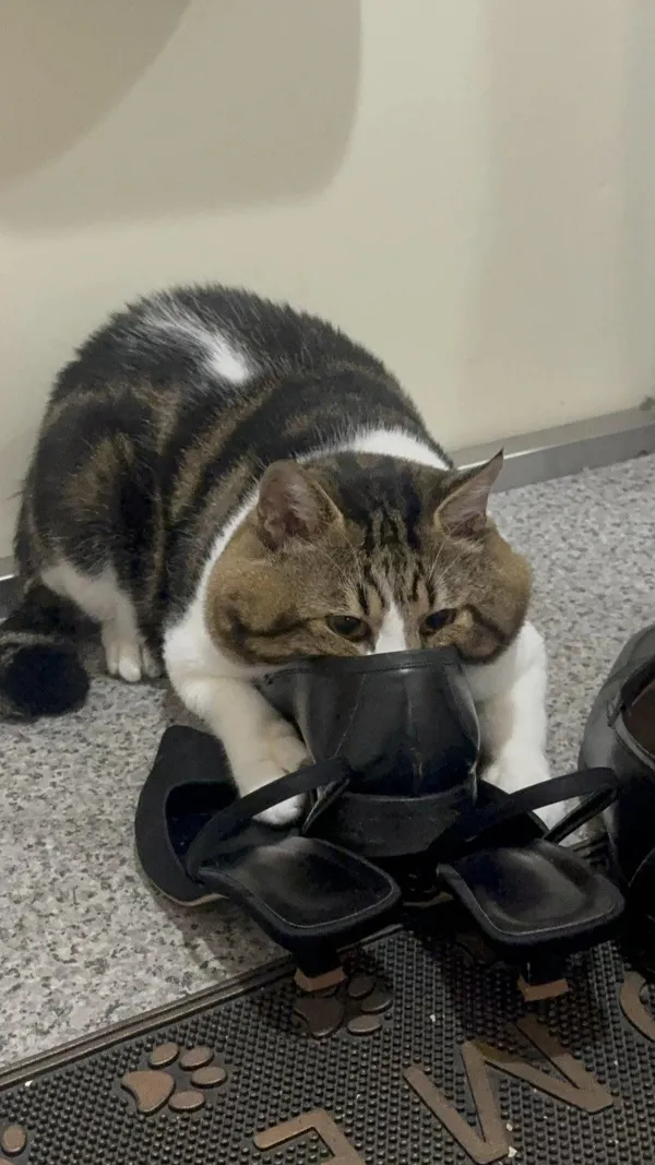 ����������� ����� ��� �����