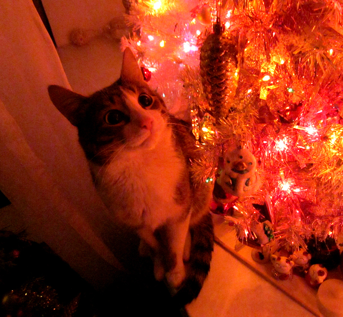 ��������� ��������, ����!