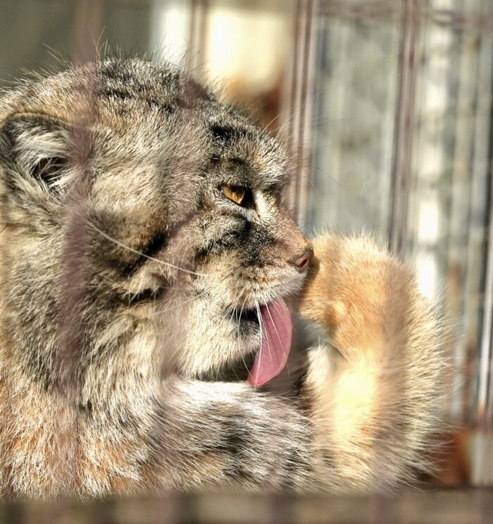 Суровый лизь