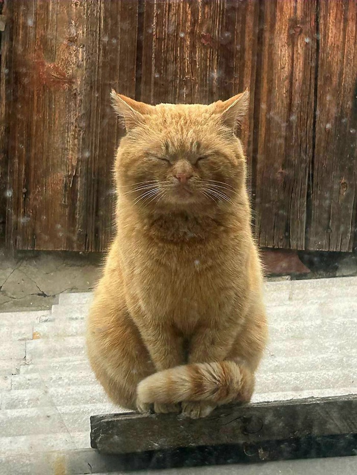 Лучшая фотка моего кота