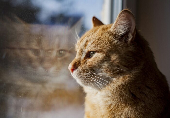 ������ ���� ����� ����