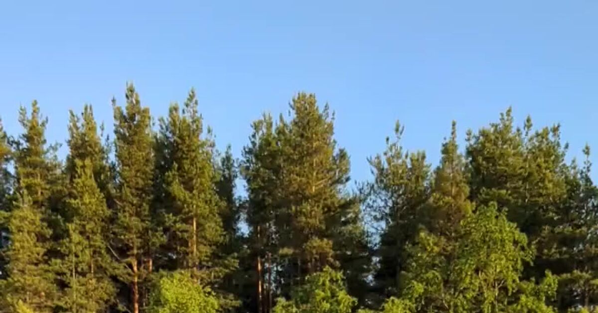 У меня нет лучшего фото за 2025 год, но есть прекрасный миг из прошлого - Моё, Итоги Года, Жизнь, Счастье, Природа, Видео, Вертикальное видео, Короткие видео