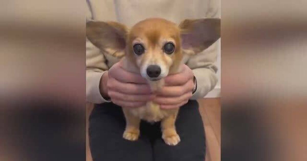Funny dogs, cats, and others (Part 2) - Series Cute and funny ponytails, Animals, Pets, cat, Dog, Humor, Milota, Paws, Cats and dogs together, Video, Rutube