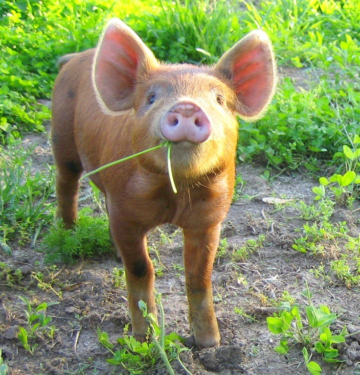 How many piglets live in different countries and how many of them live in Europe and Russia? - Series Cognitive, My, Country, Russia, Facts, Informative, China, Gilts, Around the world, Past, Want to know everything, Geography, Europe, The photo, France, Germany, Animals, Longpost, Politics