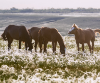 ������� ��������