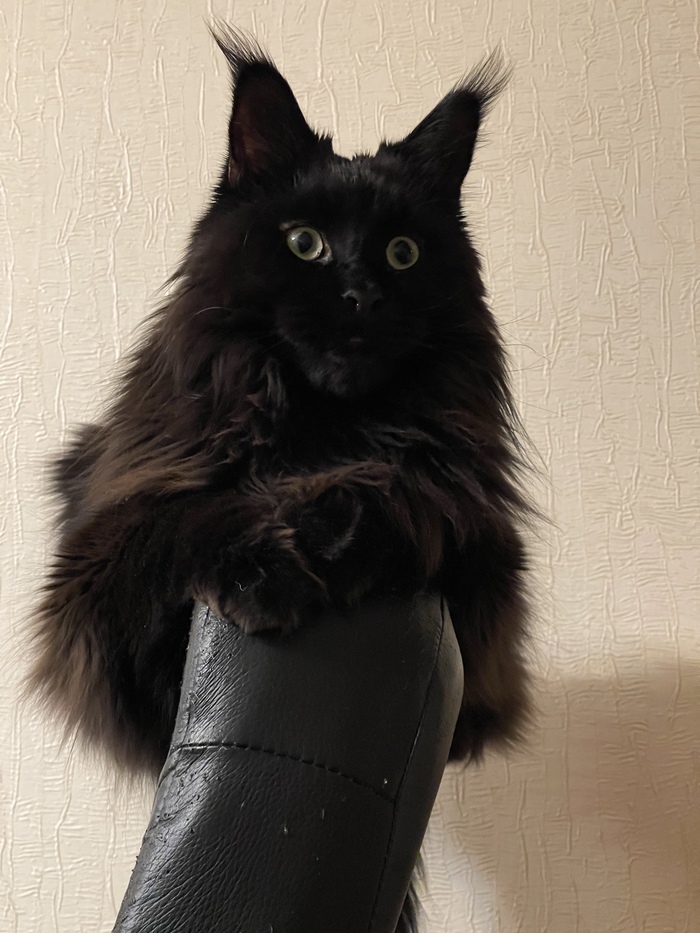 ����/����� � ������� �������� <!--noindex--><a href="https://pikabu.ru/story/otvet_na_post_luchshee_foto_moego_kota_13521563?u=https%3A%2F%2Ft.me%2Fkhan_cat&t=https%3A%2F%2Ft.me%2Fkhan_cat&h=1d401f4dd25ac7b665c898d5af5210eca2782cfc" title="https://t.me/khan_cat" target="_blank" rel="nofollow noopener">https://t.me/khan_cat</a><!--/noindex-->