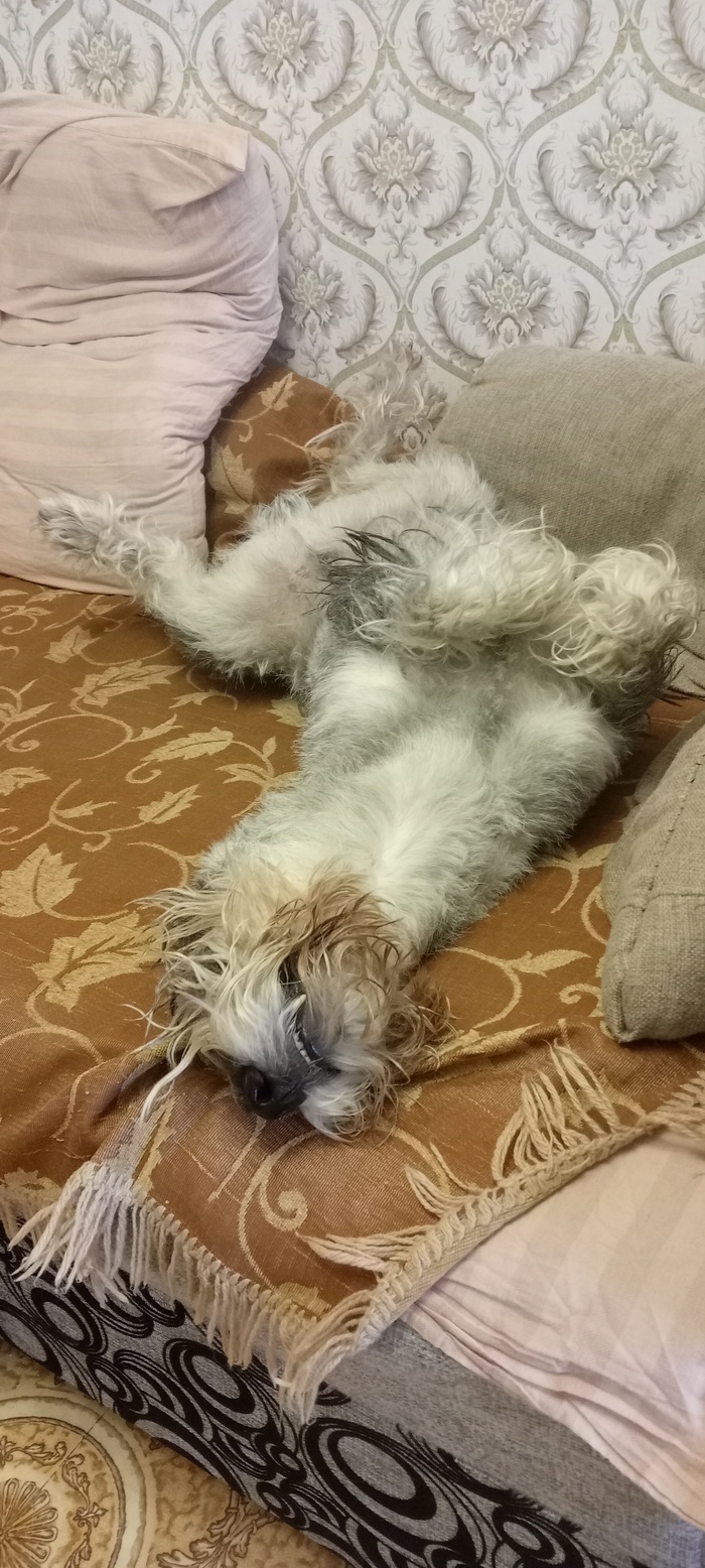 Моя лучшая фотография собаки