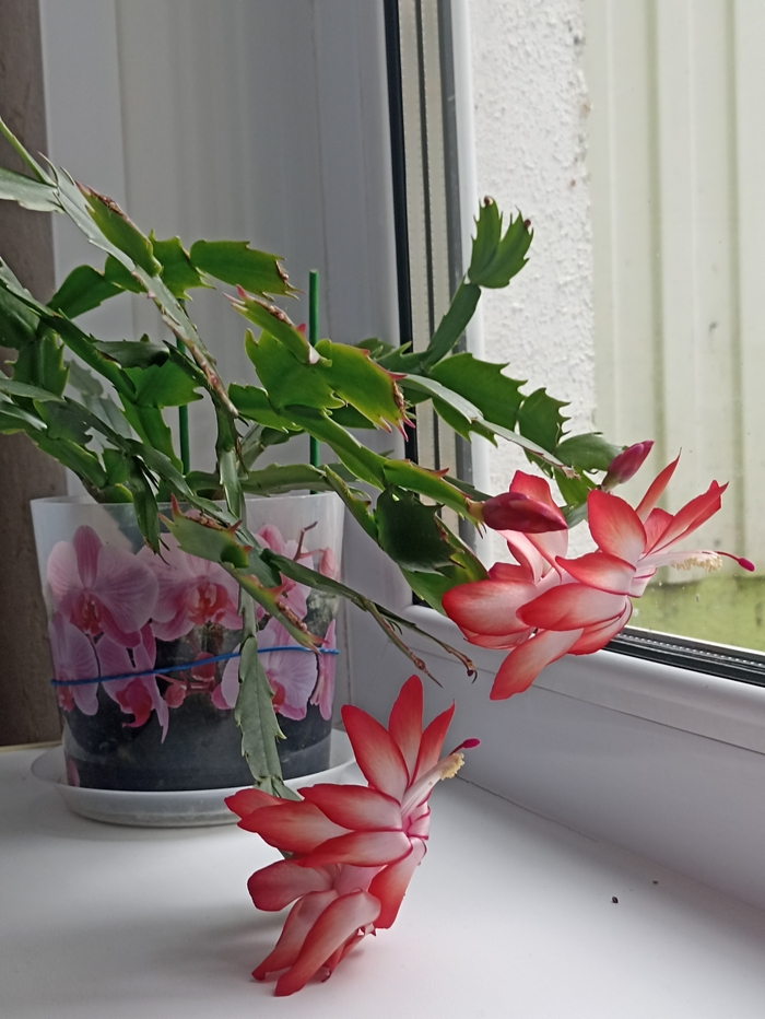 ������ ����