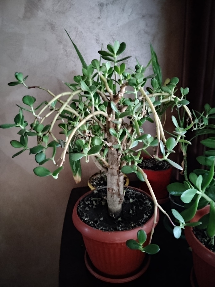 Толстянка, прошу совета