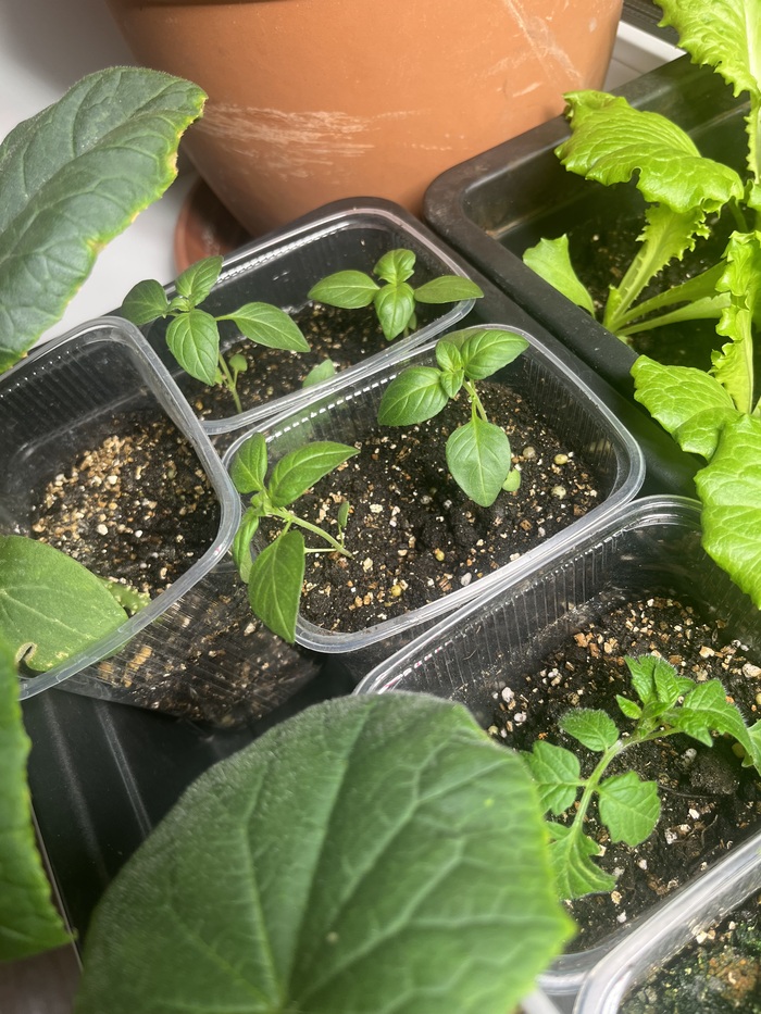 ��� ������� ��������!