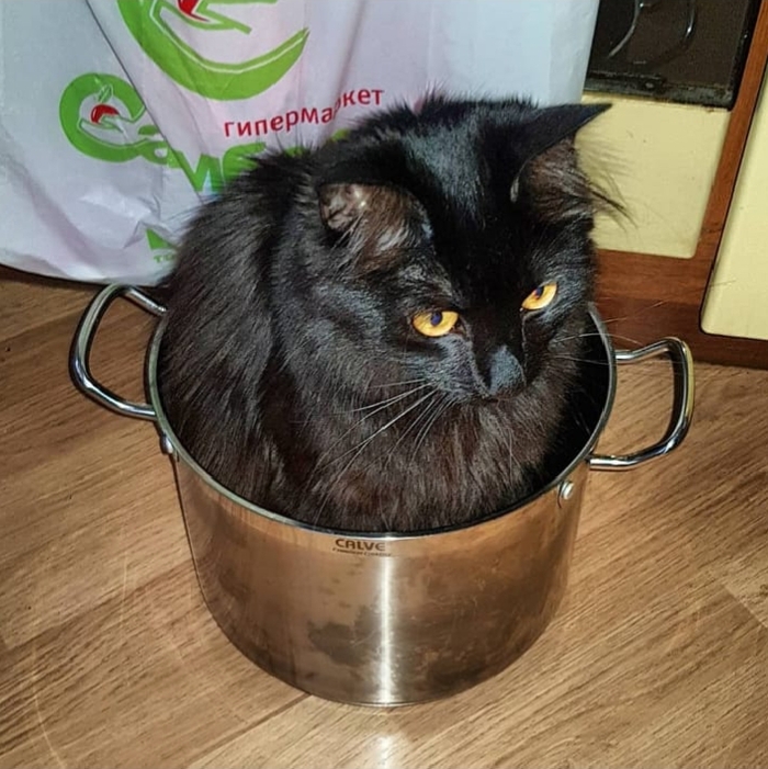 Моя лучшая фотография кота Барсика