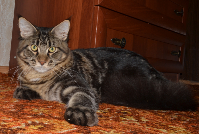 �������� ����� �������, ��� ����.