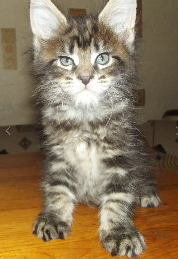 �������� ���� �������, ������ ���������.