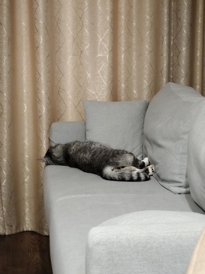 Лучшее фото кота