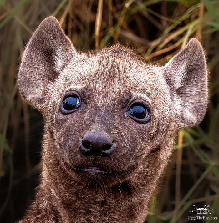 �����, ������ �����������