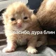 ����� ����� ������ ���� �����������