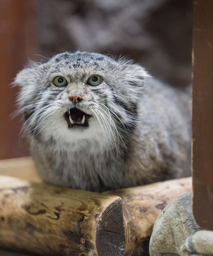 �� ��� ���, ����� �����������?