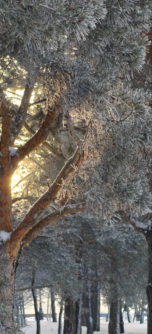 Утренний свет