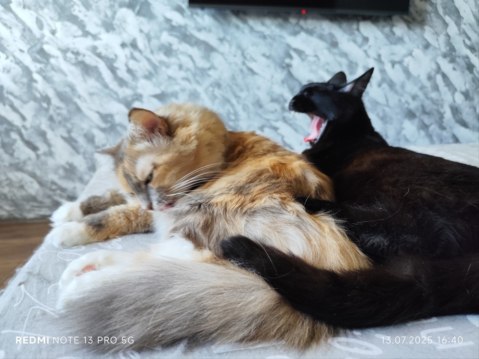 ������ ���� ����� ������