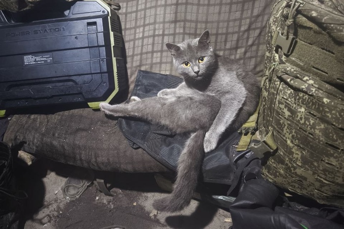 ������ ���������� ����� ����