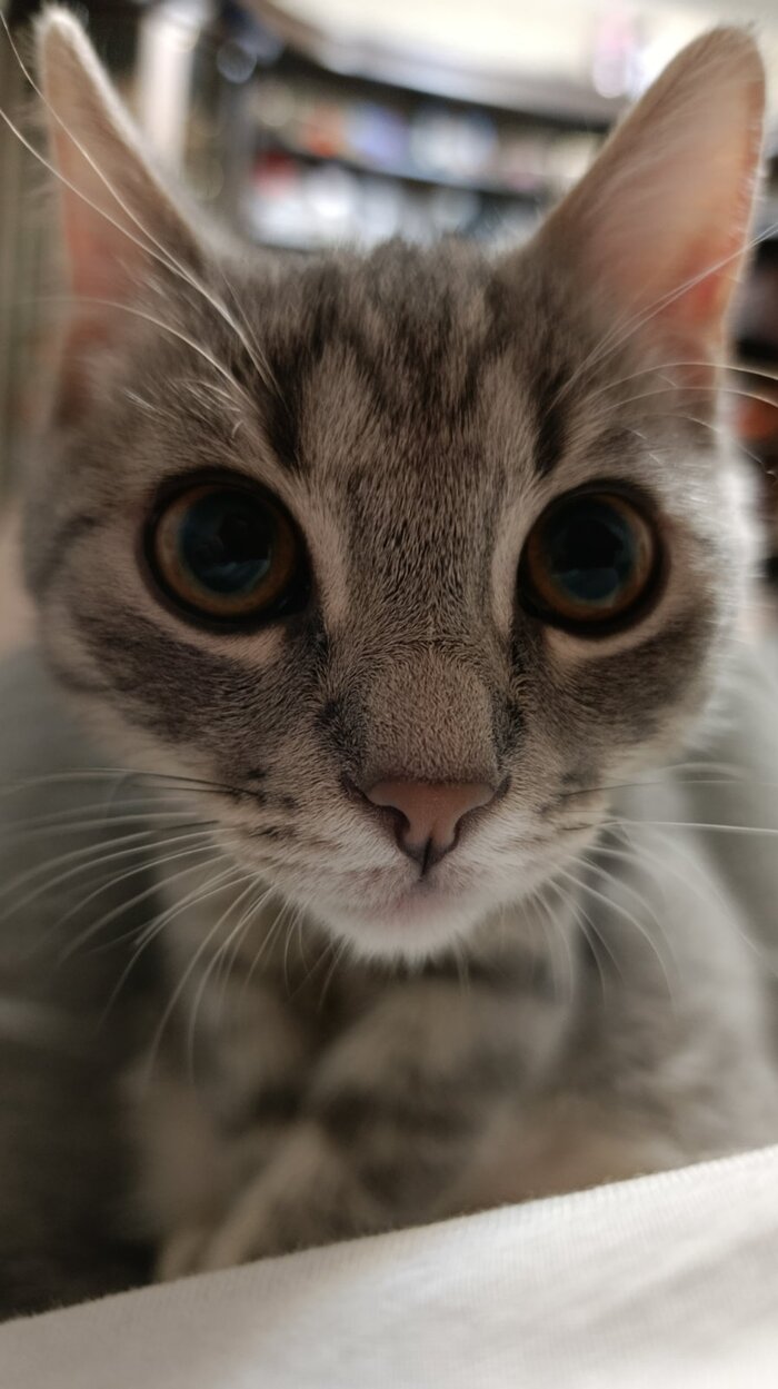 ��� ����� �������