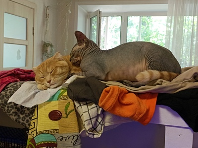 ����������� � �����������