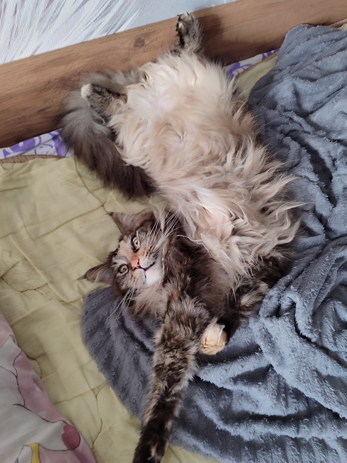 ��� �����) ���� ������ ���������� 