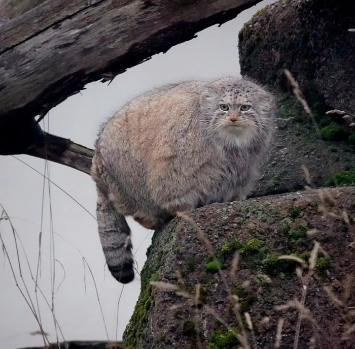 ������� �������