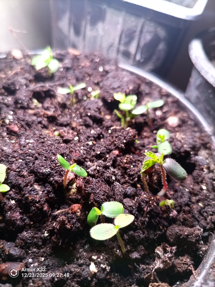 ������ � ���� �� ������, 12.2025