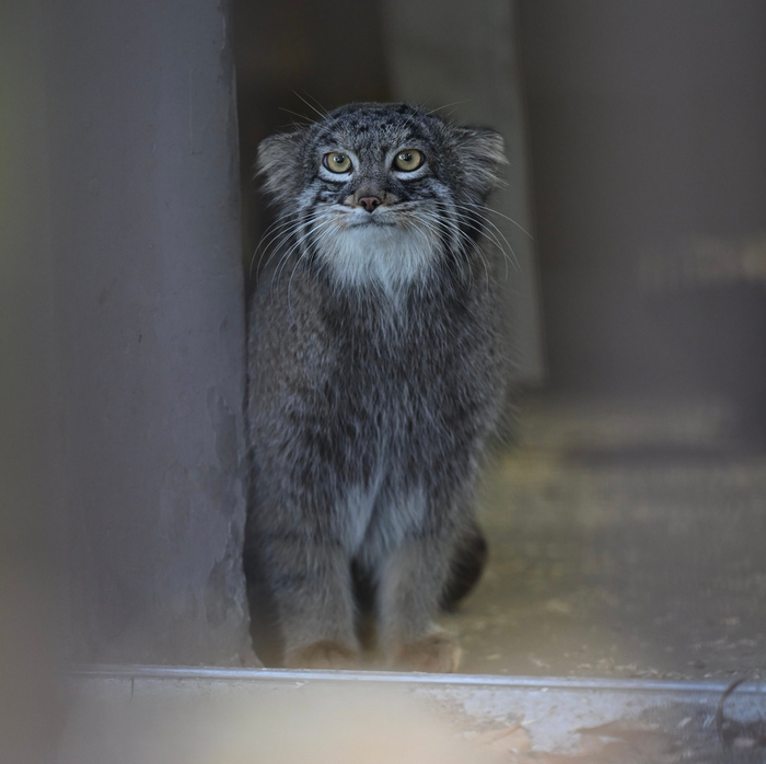 ������� ������ ����������� ����� ������������