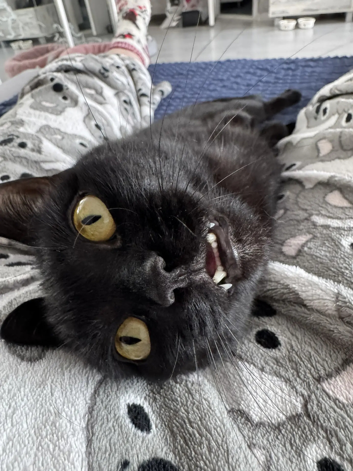 ������ (����)