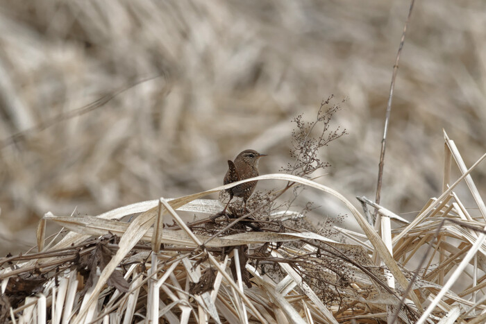 ���������� ������������