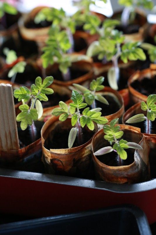 Когда и какие виды рассады следует сажать?