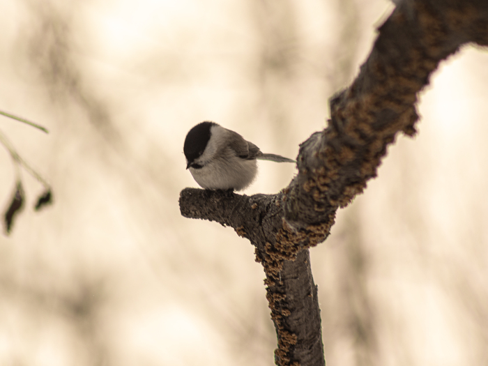 ����������� ��������