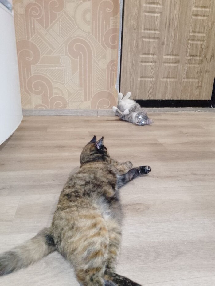 ����� �������: -�������!. ����: - �� ��������!)