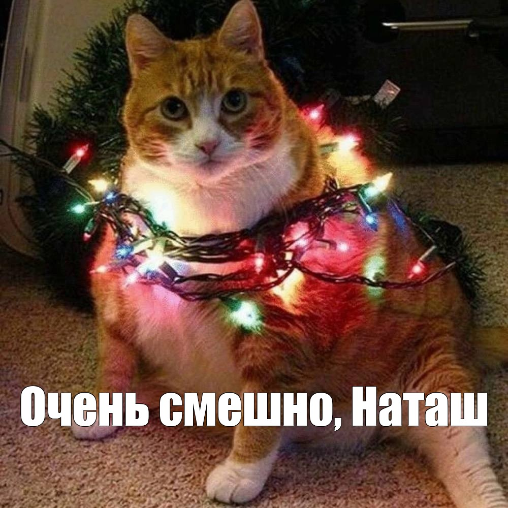 To prevent the cat from dropping the Christmas tree, make the cat the Christmas tree! - My, cat, Memes, Fat cats, New Year, Garland, meme generator