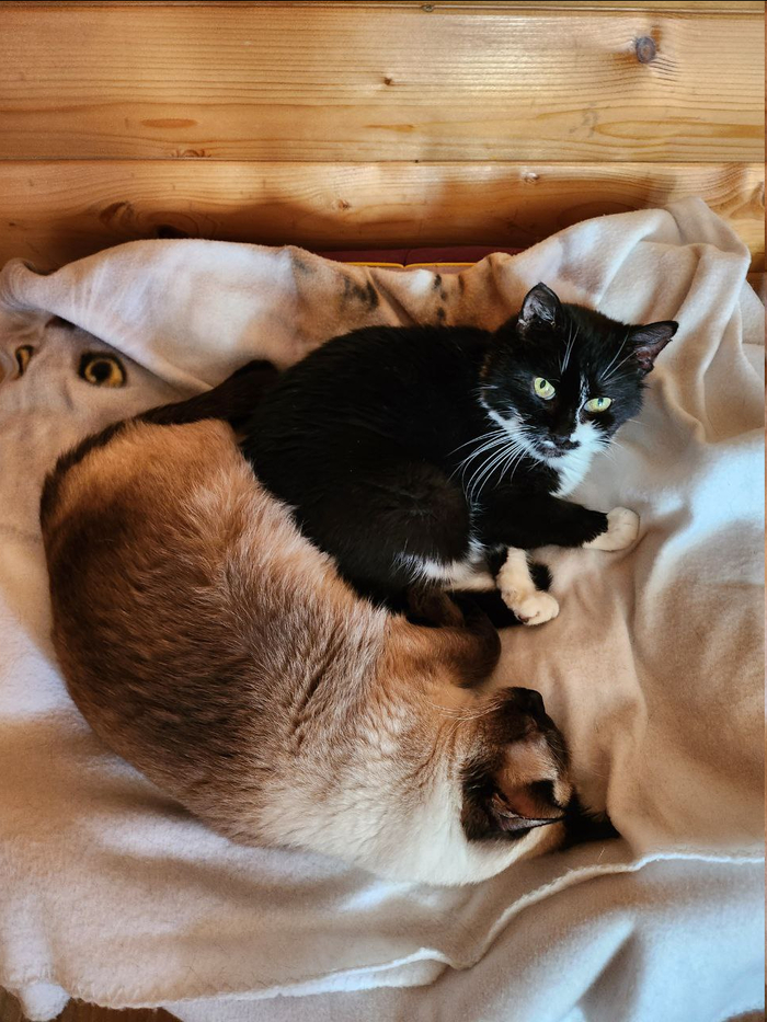 Спасибо что дочитали! А я пойду спать с Бруней.