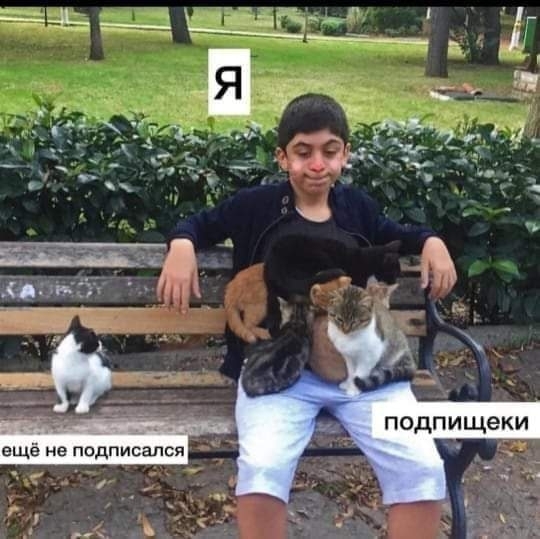 КОТИК ИЗНУТРИИ ЗАЛЕДЕНЕЛ!