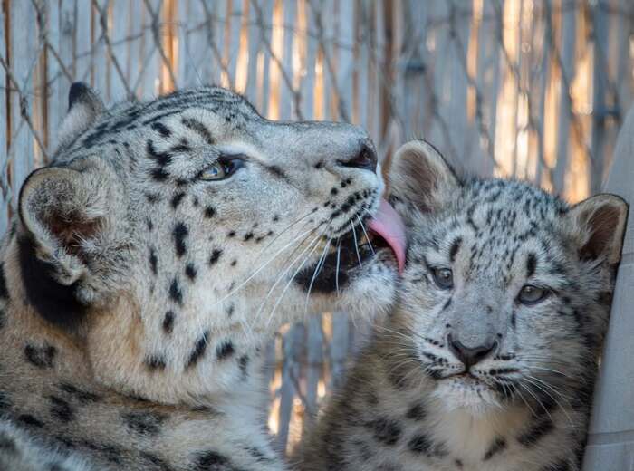 ������ ��������