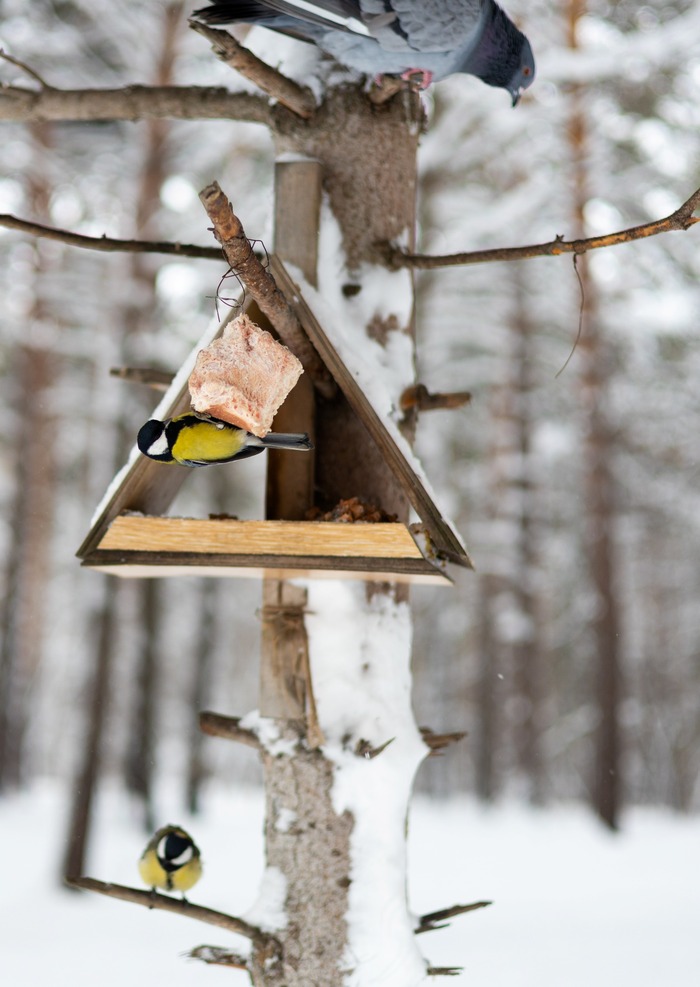 ������� ������